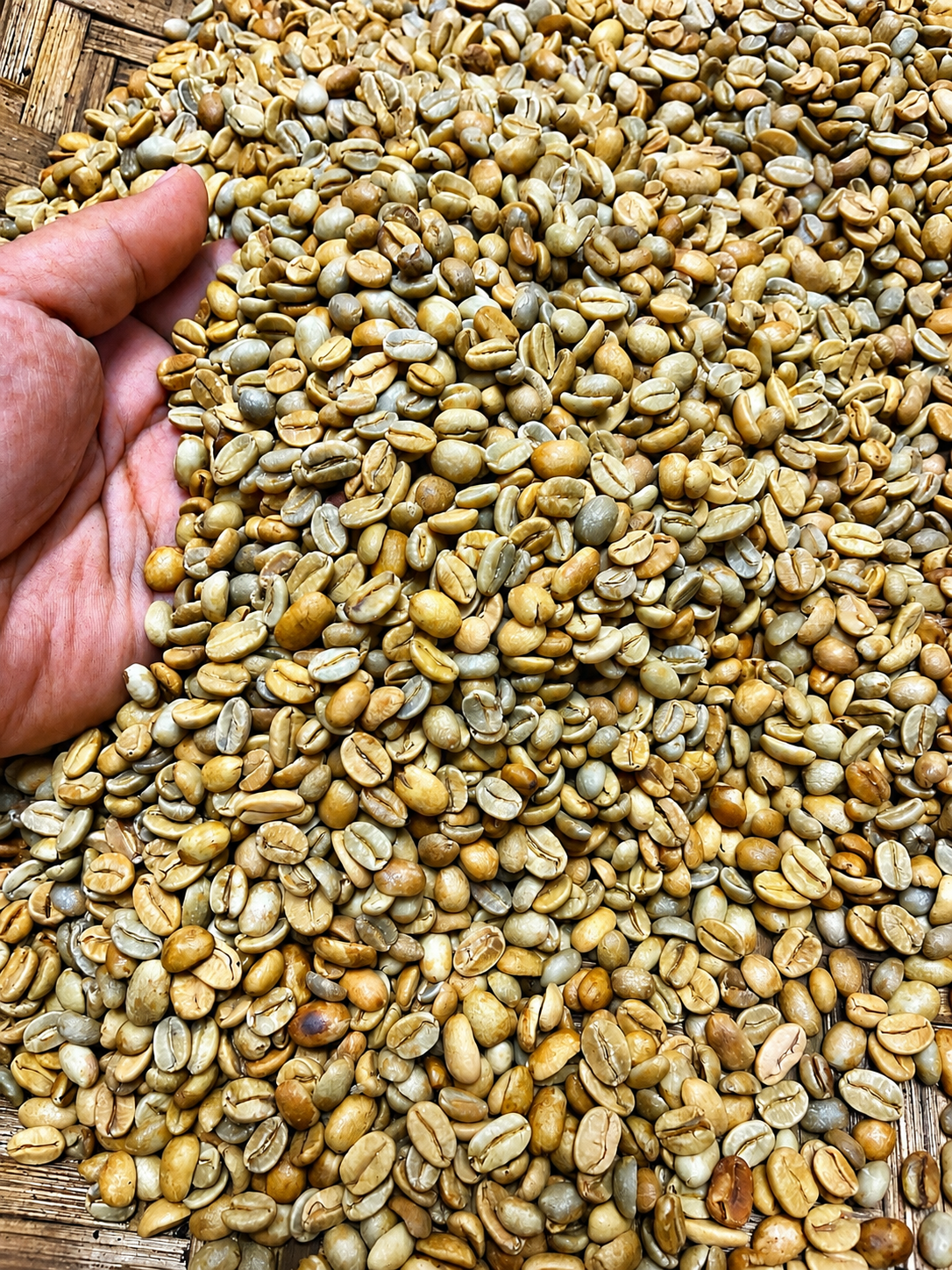 Green Arabica Coffee Beans | 100% Pure Unroasted Coffee Beans (Copy)